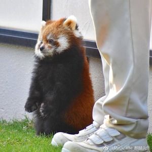 Meet your Posher, Chenyang